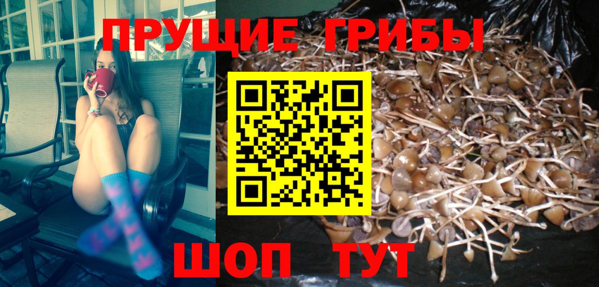 Галлюциногенные грибы Psilocybe  как найти наркотики  Галлюциногенные грибы ЛСД  Аша  Вход с VPN 